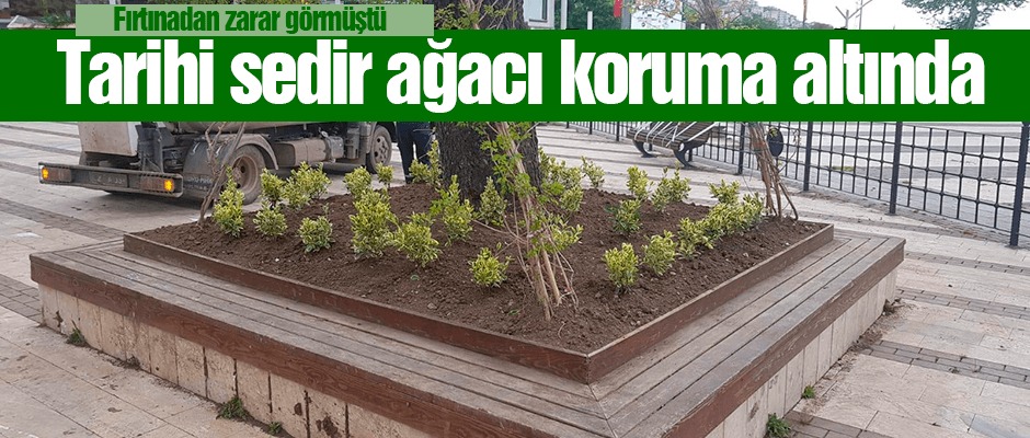 Tarihi Lübnan sediri anıt ağaç oldu